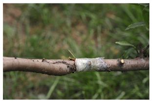 嫁接时间， 要堪时机