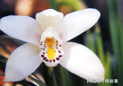 双飞燕，将离名自何花
