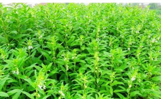 北方柴胡种植，如何让它们在寒冬中生存？