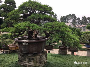 榆树盆景施肥：如何根据生长阶段选择合适的肥料