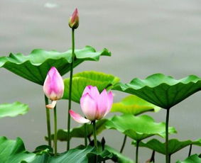 荷花的美， 不仅仅是眼睛的享受