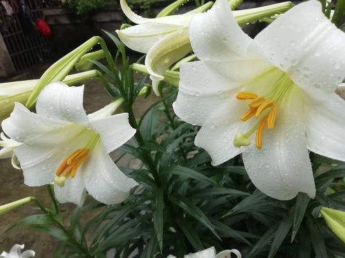 百合春天几月份种植最合适？春季种植百合花最佳时间是什么时候