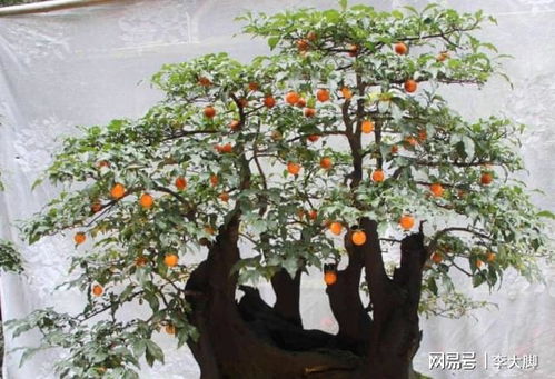 金弹子苗快速成长秘诀：高效养殖技巧大公开！