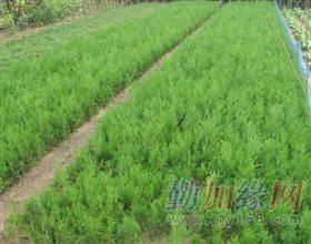 种植密度， 视觉效果和空间布局