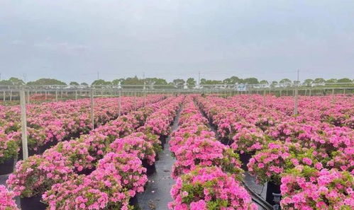 花卉业大变身， 浙江出新招