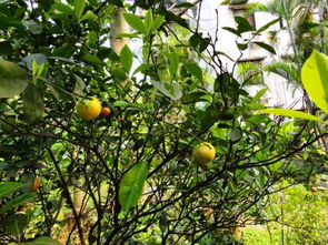 金桔种植季节大揭秘