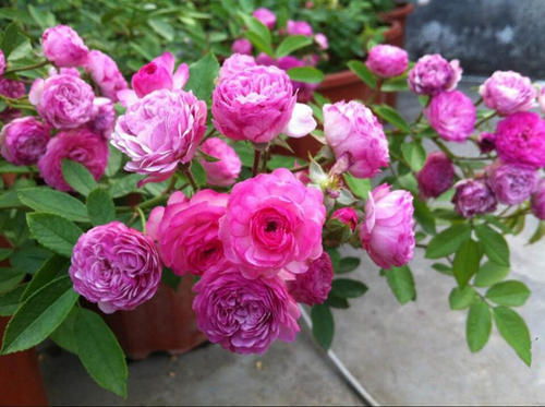 特定鲜花品种的养护