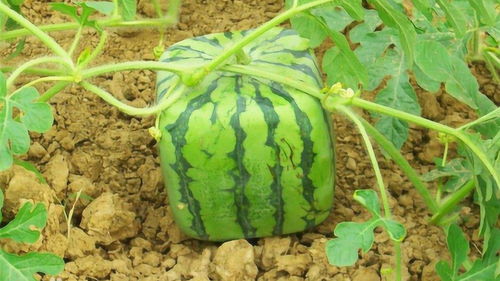 还有其他防治方法吗？