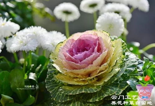 你的城市适合哪种抗寒小战士?