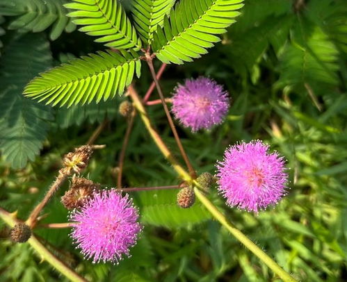 含羞草的观赏价值
