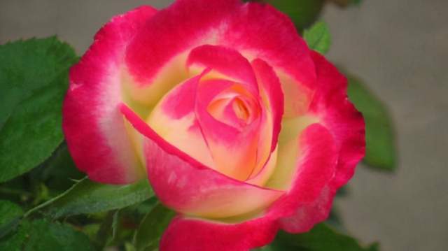 选择健康苗木， 是关键的第一步