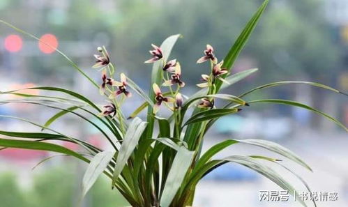 玉兰养护之谜：四大关键问题大揭秘