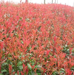 红叶石楠小苗种植密度探秘