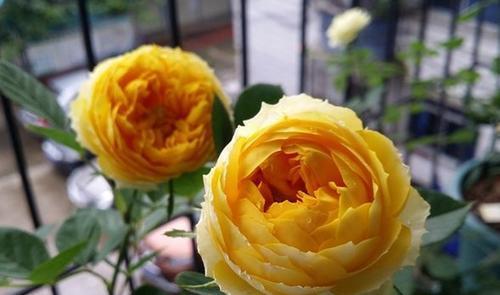 玛丽玫瑰：四季开花， 花色丰富多彩