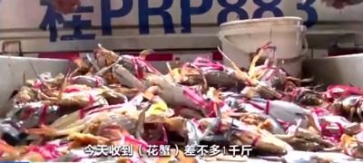 温州皮皮虾价格飙升，市民感叹“跟头价”涨势惊人