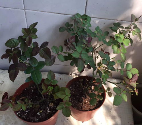 月季小苗的花蕾是否需要剪掉，会影响其生长和开花吗