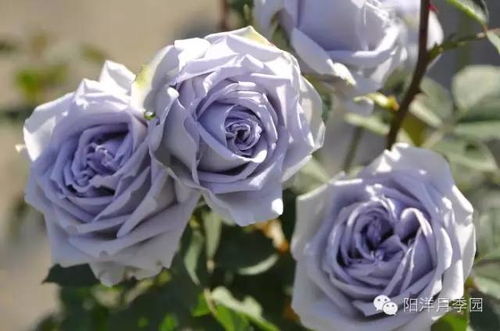 微蓝月季的花色解析：蓝紫幻影还是淡紫诱惑？