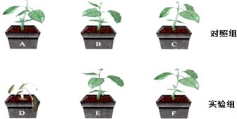 羧酸酯酶如何发挥作用