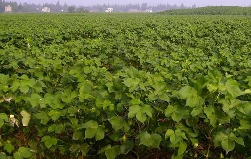 1. 乙草胺对油葵的影响是什么？