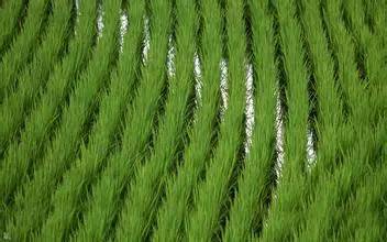 水稻田选择性茎叶处理除草剂