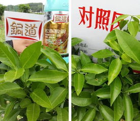 为绿色果蔬提供优质产品