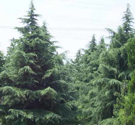 雪松价格报价表：仅供参考