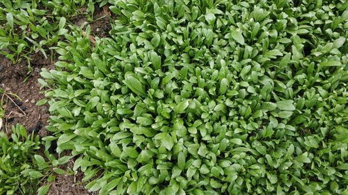 可别小堪菜地边角种的花，这里头讲究大了去了：