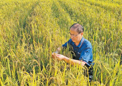 雪松的生长习性和种植要点