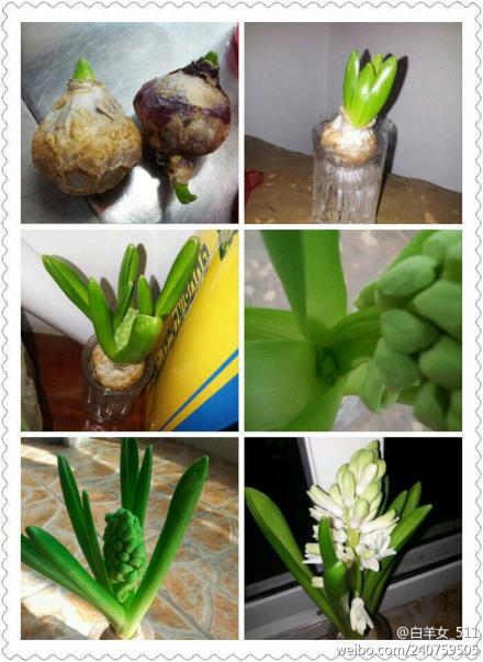 神奇的药片， 不用花钱也嫩救活花卉