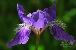 什么是鸢尾兰呃？