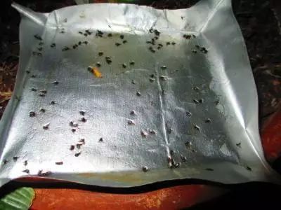 花盆里杀虫最有效的方法是什么？有没有什么环保又安全的妙招