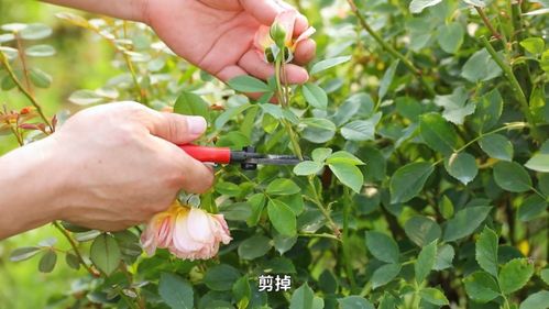 二、 防治病虫害