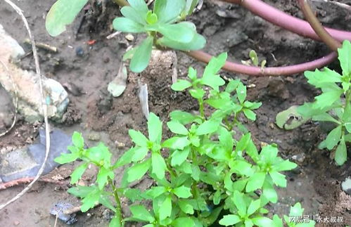 黑种草：耐寒好选择