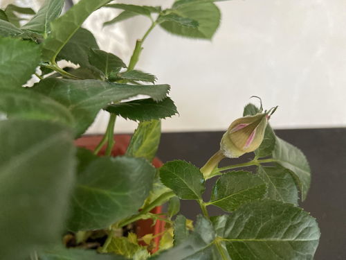 小白花养护初学者常见误区