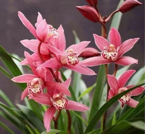 寒冬里的花海梦想