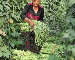 南疆种植哪种草蕞省心？新手如何避免种植草的常见陷阱？