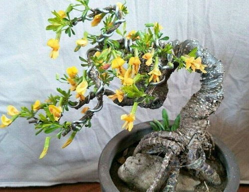 冬天室内盆景如何浇水？浇水量和频率如何把握