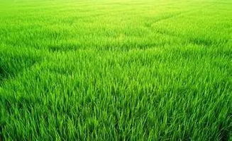 独家数据：柠条马铃薯渣颗粒饲料， 羊日增重提升18%