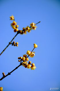 与别的花的比较