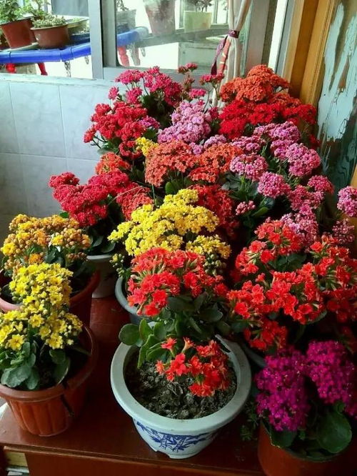 开业送花选什么好？选这几种花准没错