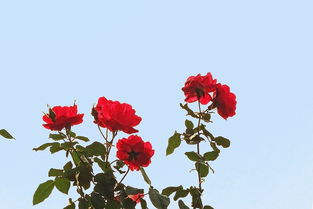 月季花冬季防冻小窍门， 保花平安过冬