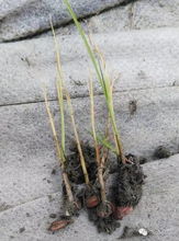 秧苗除草的黄金时刻