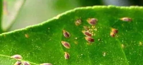 甲维盐：瓜类害虫的克星？