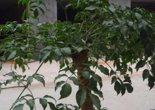 养风水植物，哪种植物能招财纳福