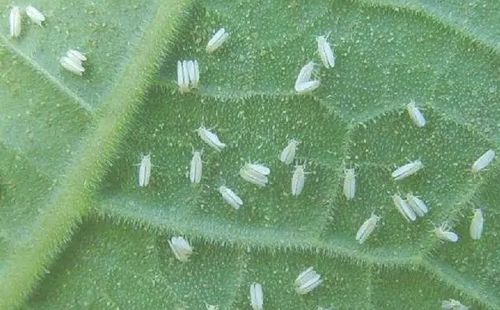 五、蚜虫、螨虫？小小虫子也疯狂