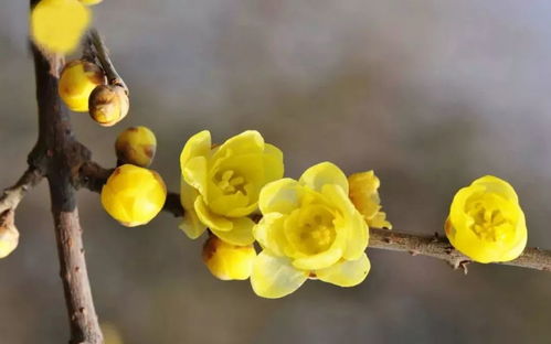 腊梅花为什么有的不粉？花色之谜待揭晓