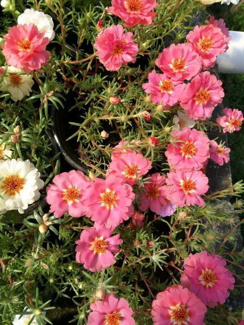 用节气专属花卉嫩省60%养护费吗？