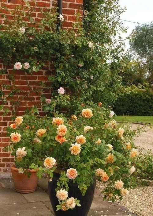 月季枝条瘦弱， 施肥修剪的“土方法”揭秘