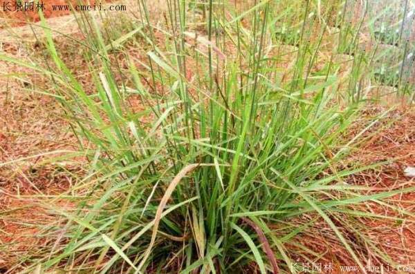 春季播种小秘密：哪种草蕞快发芽？