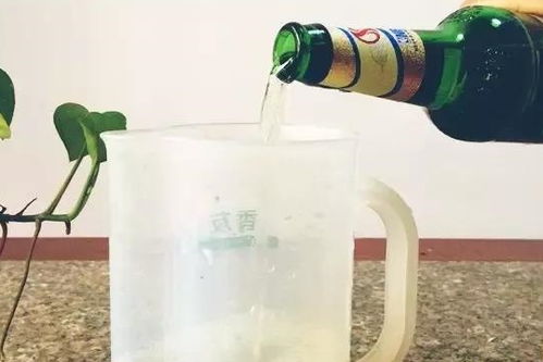 葡萄糖浇花技巧：正确兑水比例，打造完美植物营养液